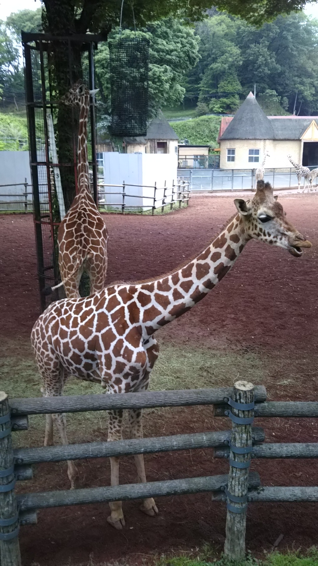 キリン