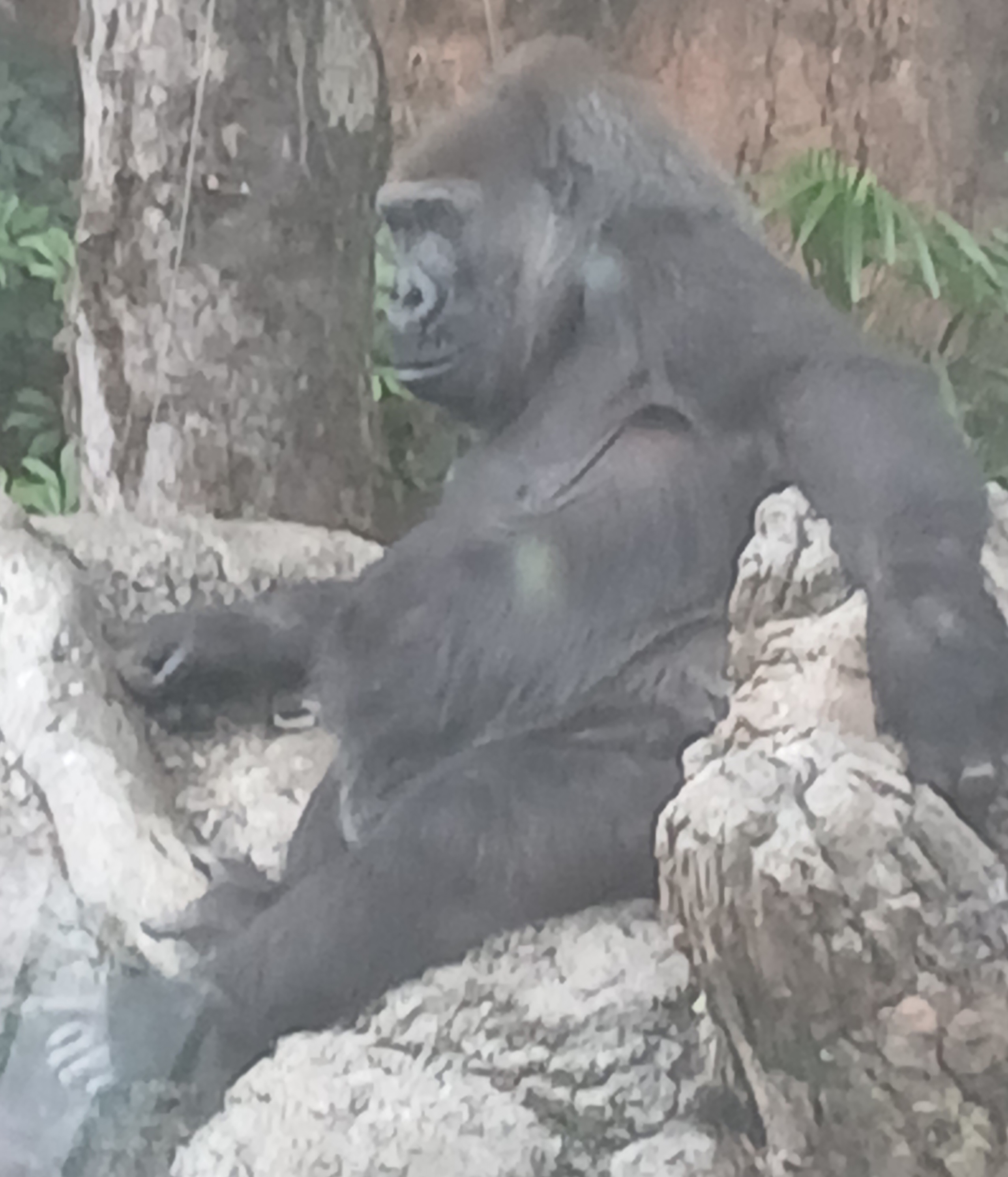 上野動物園のゴリラがリラックスしている様子