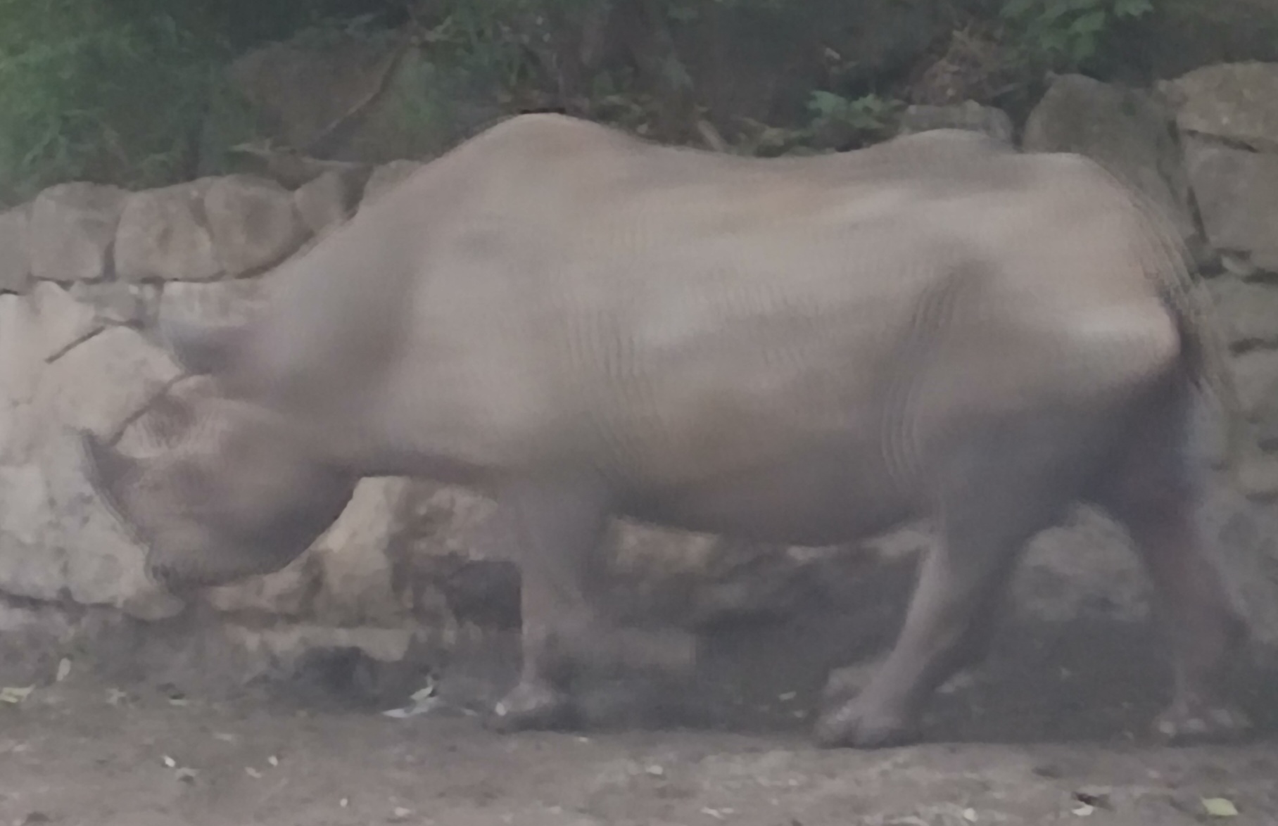 上野動物園のサイ