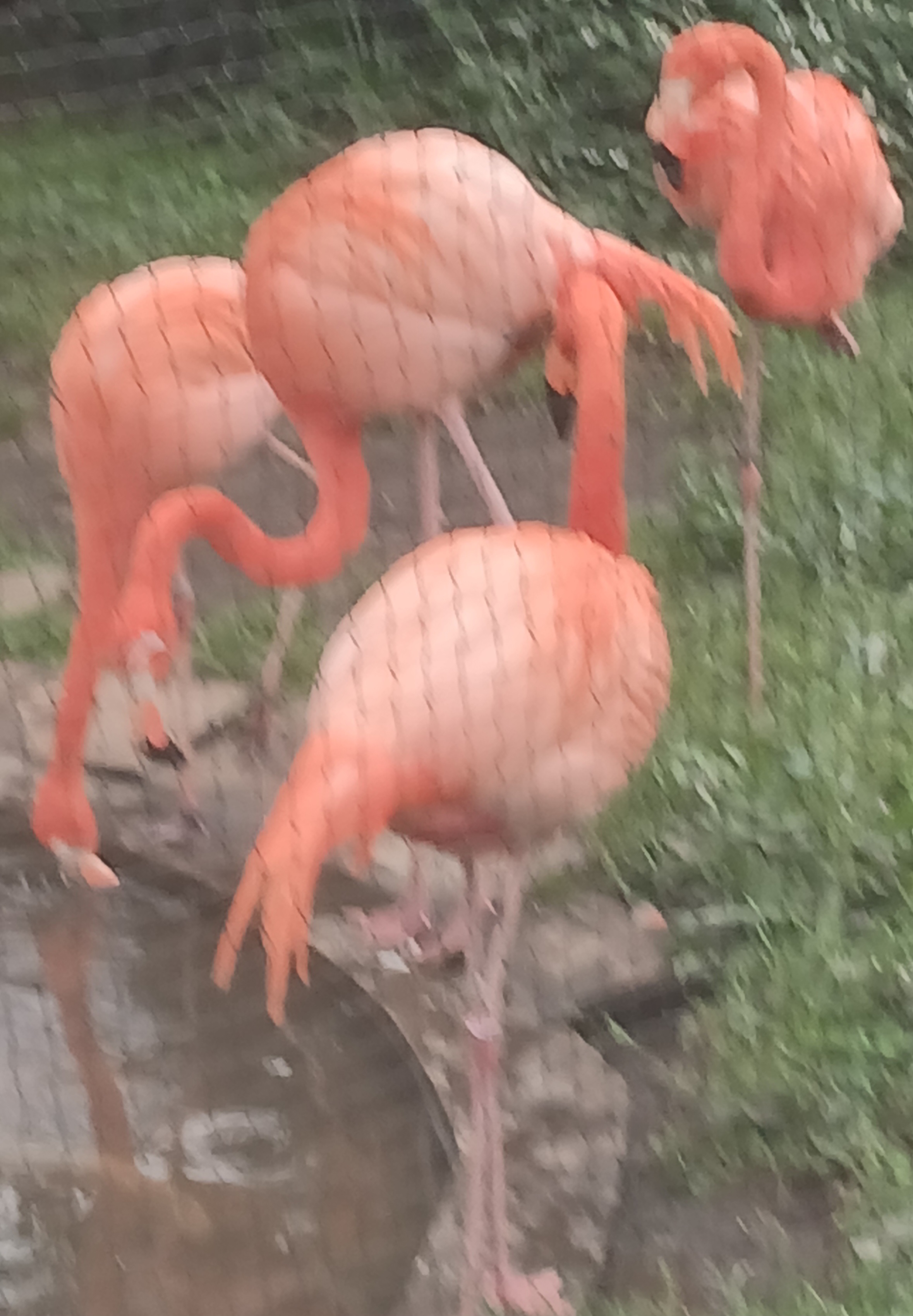 上野動物園のフラミンゴの列