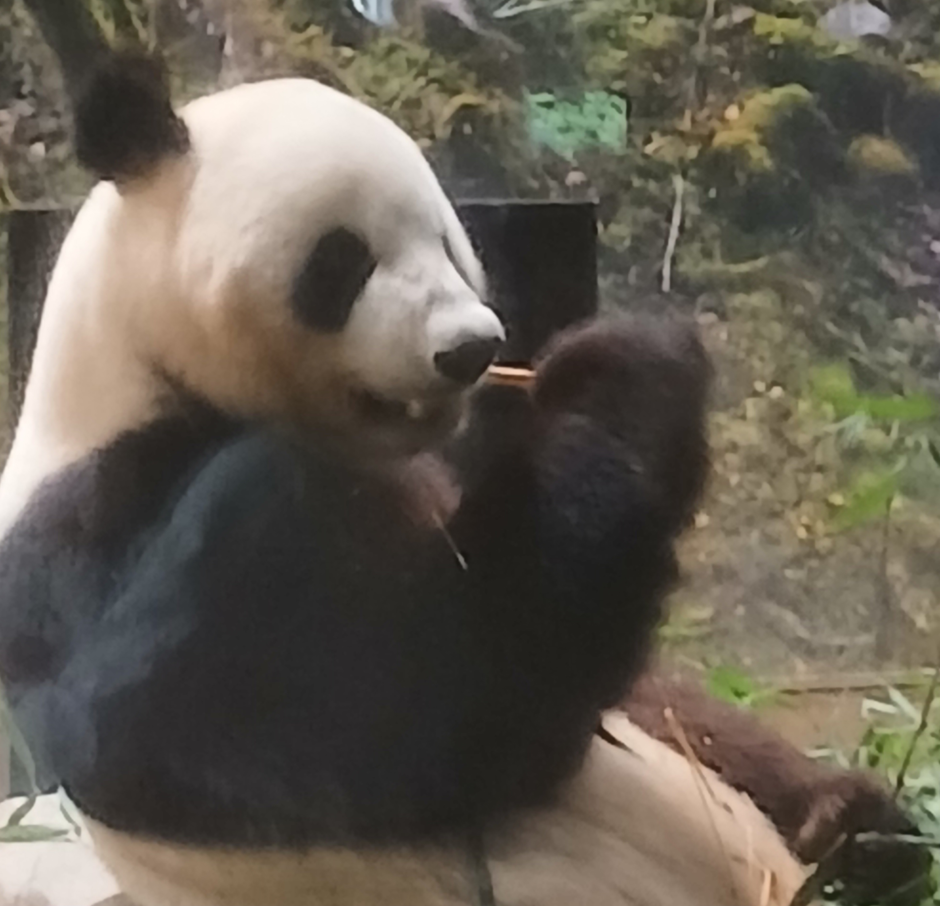 上野動物園で撮影したパンダの写真