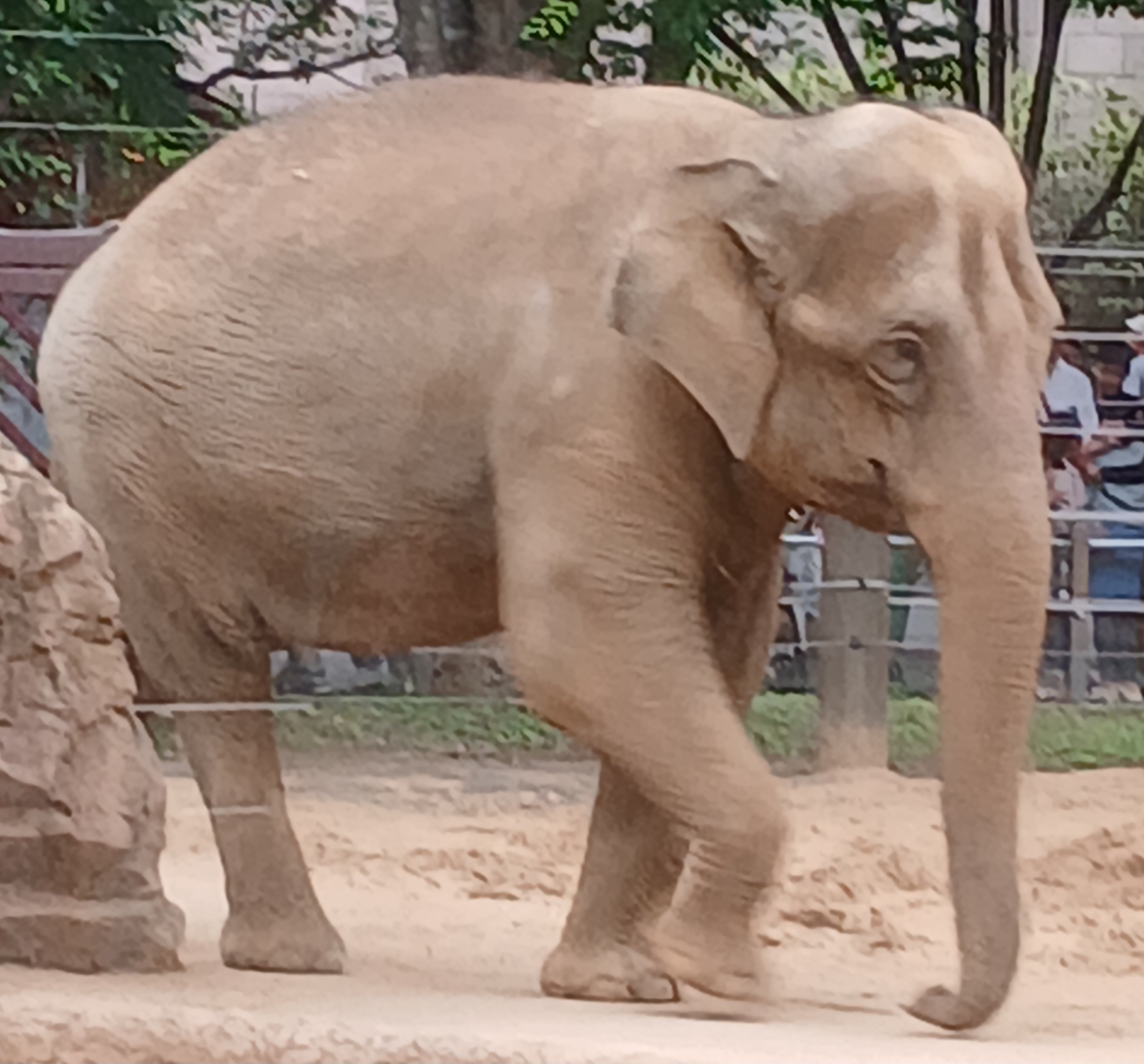 上野動物園のゾウが歩く様子