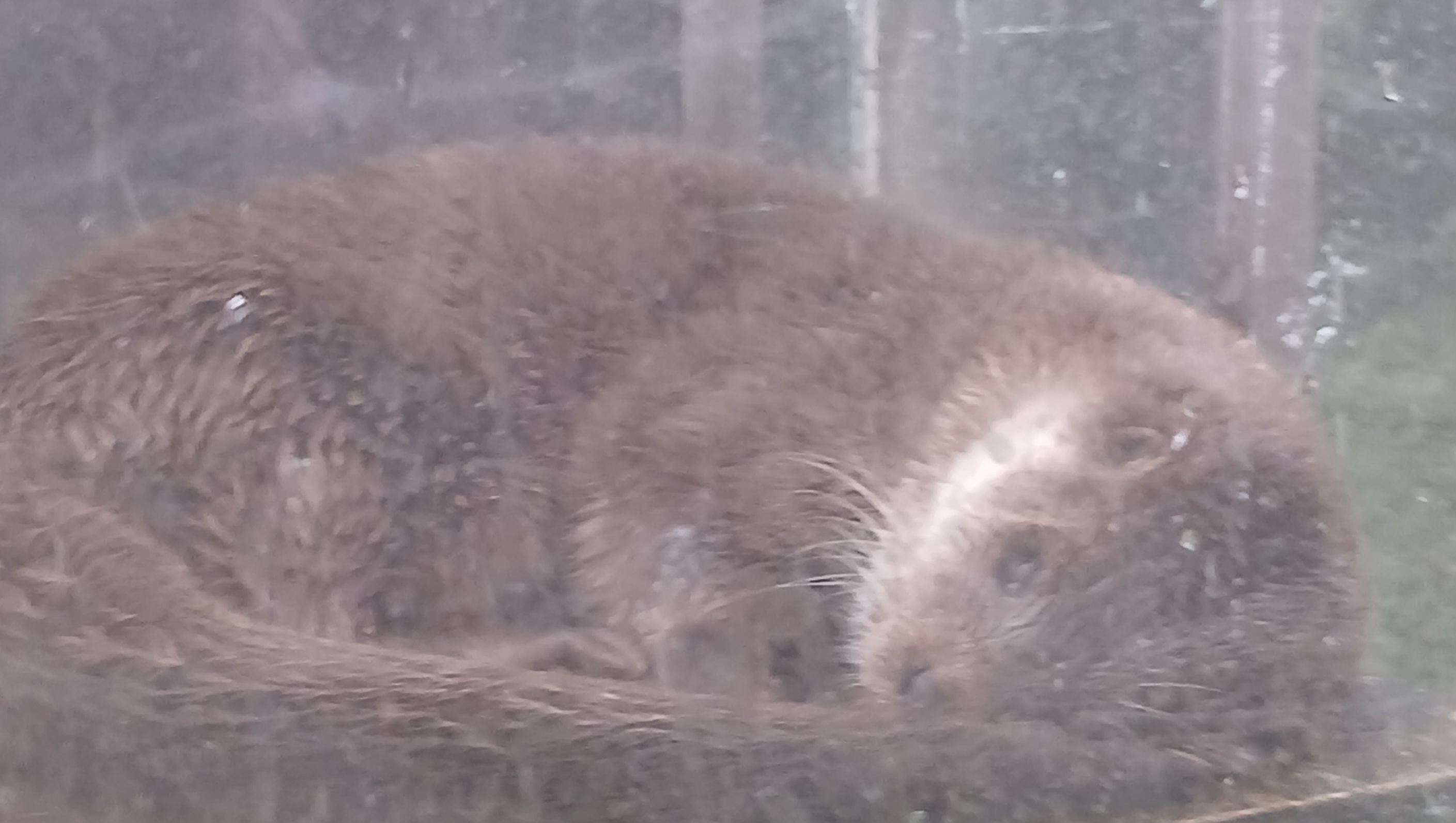 上野動物園のカワウソ 観察風景