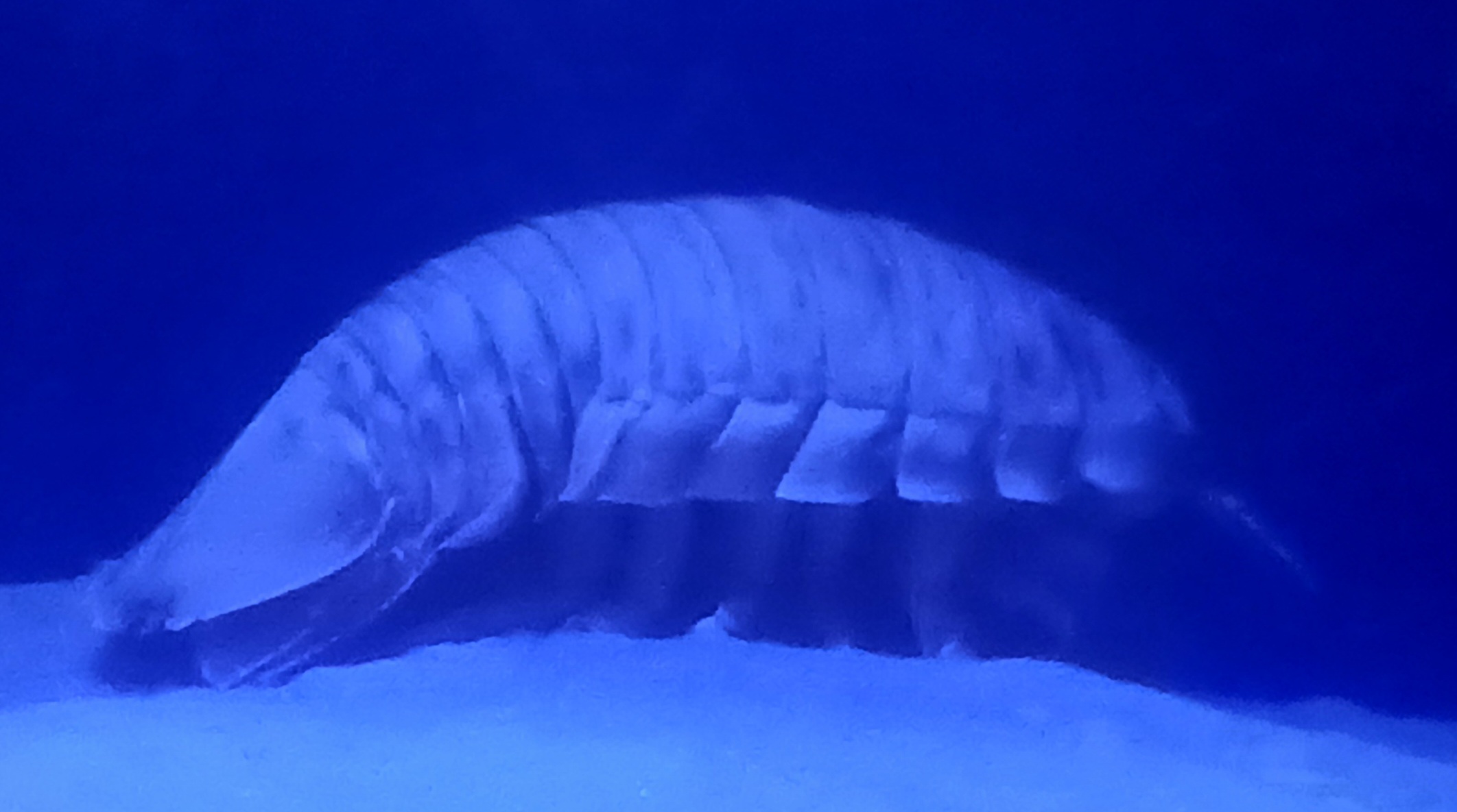 ダイオウグソクムシの写真
