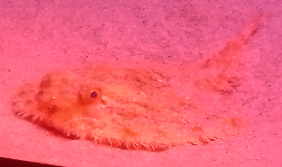 アカグツ 深海魚の写真
