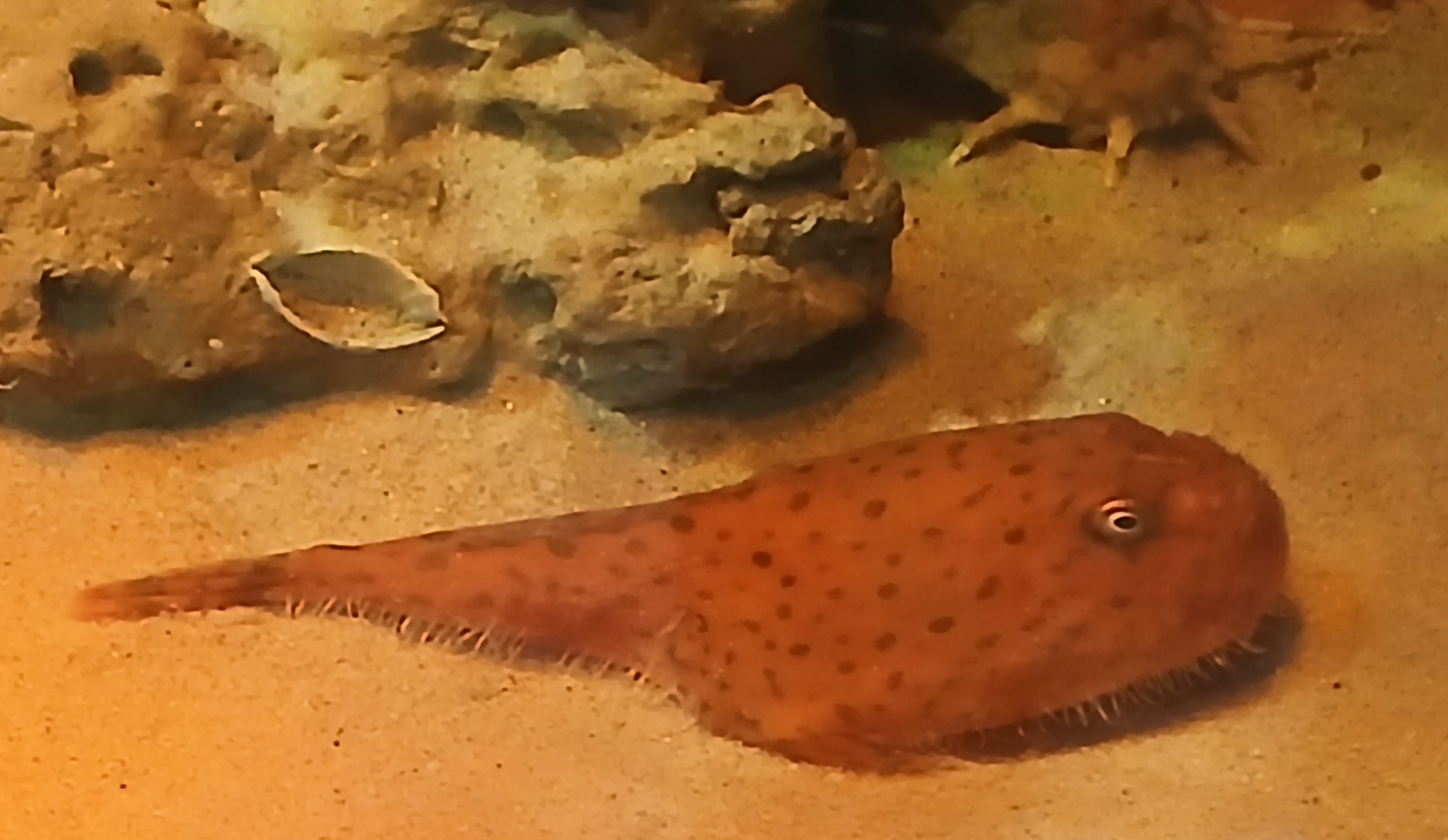 ミドリフサアンコウの写真